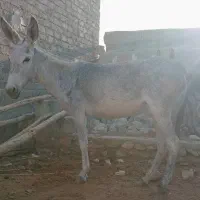 الاغ ماده|حیوانات مزرعه|بستک, |دیوار