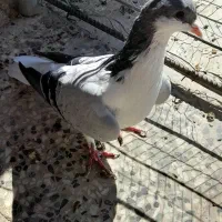 سلام دوجفت امری سبز روشن.