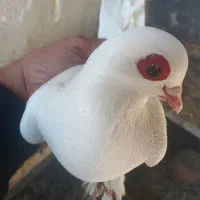 کبوتر قرمز گوز