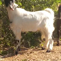 بز نر چاق چله هم براداشتخوبه هم برسربریدن خوبه