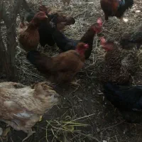 مرغ، خروس، بوقلمون