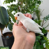 جوجه کوتوله برزیلی
