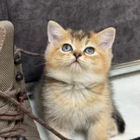 بریتیش گلد چینچیلا