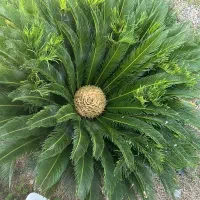 برگ سیکاس
