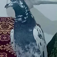 ماده تیدی اصل