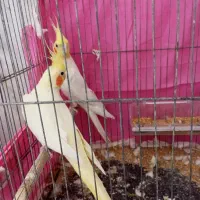 عروس هلندی