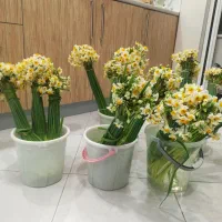 گل نرگس طبیعی از کوه های بلند خوزستان  14