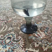 ماهی ماده فایتر