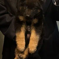 سگ ژرمن شپرد شولاین شاه توله