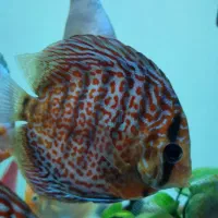 ماهی دیسکس گریدA+