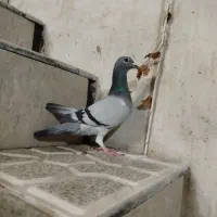 کفتر