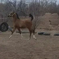 اسب نریان