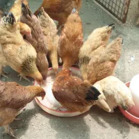 نیمچه مرغ و خروس برهما|حیوانات مزرعه|تهران, تهرانپارس شرقی|دیوار