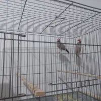 یک جفت نرگسی شکلاتی مولد|پرنده|پاکدشت, شهرک امام رضا|دیوار