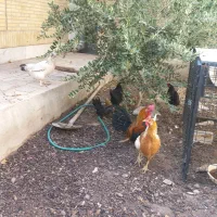 مرغ و خروس رسمی|حیوانات مزرعه|یزد, |دیوار