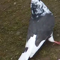 سلام عشق بازان دیروز این دوتاشو باخت دادم