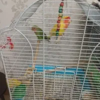 طوطی برزیلی