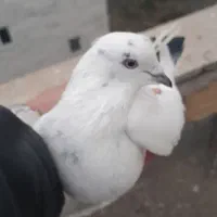 سپه قاچردمشام