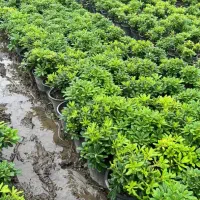 استخدام کارگر جهت کار در گلخانه