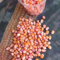 بذر ذرت سینگل کراس ۷۰۴ مغان