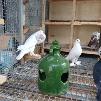 کبوتر ابومریم|پرنده|آمل, |دیوار