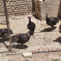 بوقلمون