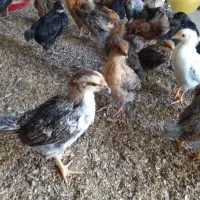 جوجه درجه یک محلی  نژاد دار
