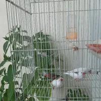 ۴عدد فنچ