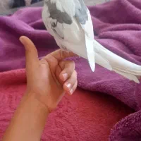 عروس هلندی گمشده