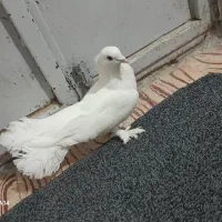 کفتر دوم چتری پاپرکاکلی