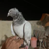 کبوتر