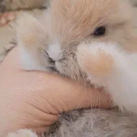 بچه خرگوش های سالم و تمیز