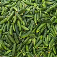 خیار شور(عمده)|خوردنی و آشامیدنی|قرچک, شهرک طلائیه|دیوار
