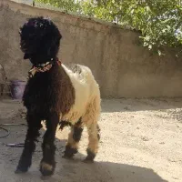 بره تخمی روزگاری|حیوانات مزرعه|کوهرنگ, |دیوار