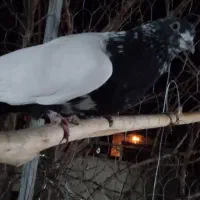 کفتر|پرنده|ابهر, |دیوار