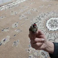 سهره|پرنده|کرج, برغان|دیوار