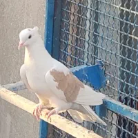 کبوتر پرشی