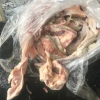 مرغ تلفاتی برای سگ و گربه