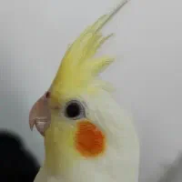 عروس هلندی با قفس