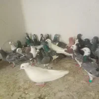 کفتر ۳۴عدد ماده و ۳۷ نر کاشمر
