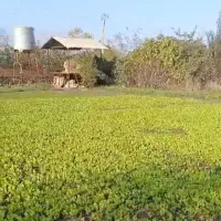 نهال کاهو پیچ روغنی نوکنده