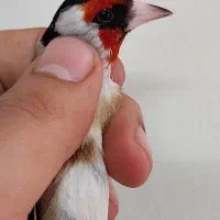 سهره نر درجه ۱