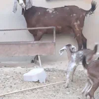 بز جوان و شیری