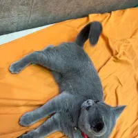 گربه بریتیش نه ماهه|گربه|اصفهان, بابوکان|دیوار