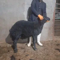 قوچ و میش هترو و همو