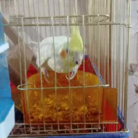 عروس هلندی نر و ماده|پرنده|زاهدان, |دیوار