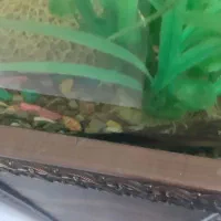 اکواریوم|ماهی|کرمانشاه, |دیوار