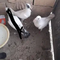 جوجه کفتر پرشی