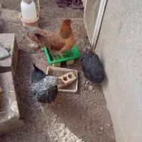 مرغ تخمگذار|حیوانات مزرعه|اقلید, |دیوار