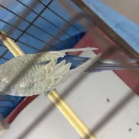 مرغ عشق رنگین کمانی رینبو مولد